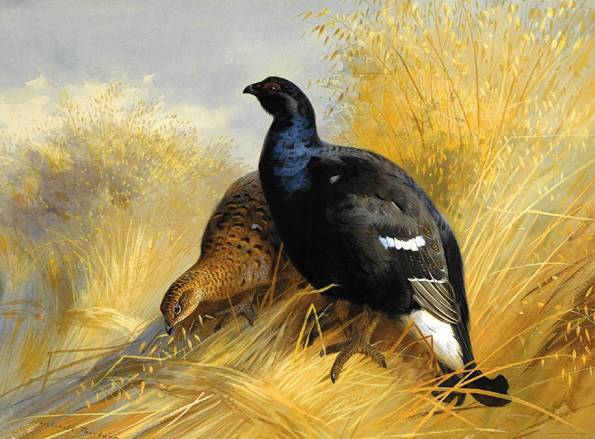 , archibald thorburn, , , 